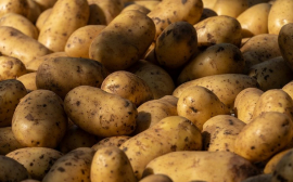 Тюменские фермеры обеспечат АПК России отечественными семенами картофеля