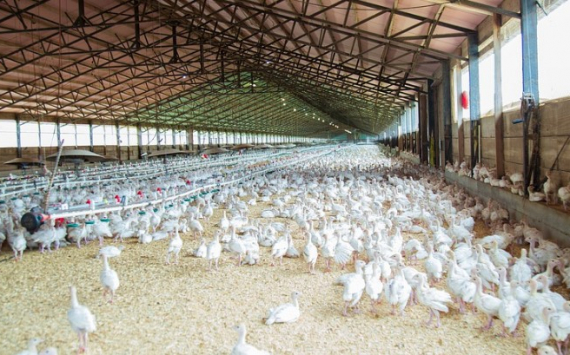 Птицеводческие предприятия Тюменского района наращивают выпуск продукции