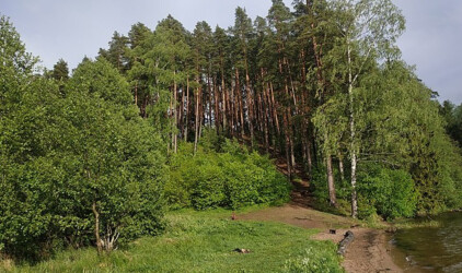 В Тюменской области в проект выращивания сеянцев для восстановления лесов вложат 104,6 млн рублей