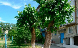 В 2020 году в Тюмени планируется провести обрезку 2,73 тыс. тополей