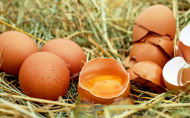 Экономист Габудина спрогнозировала тюменцам рост цен на яйца на 15% к Пасхе