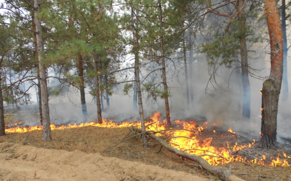 Тюменцам запретили посещать леса из-за пожароопасного периода