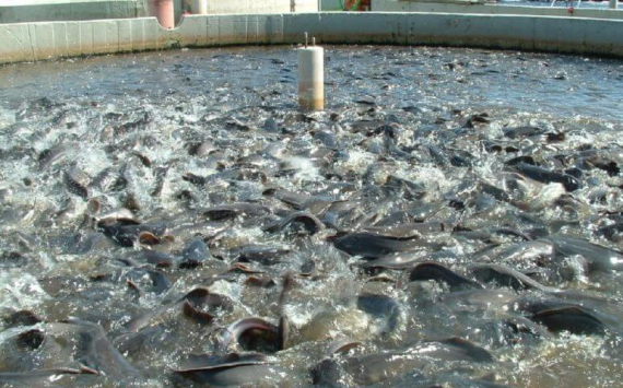Рыбная отрасль Тюменской области имеет большие перспективы