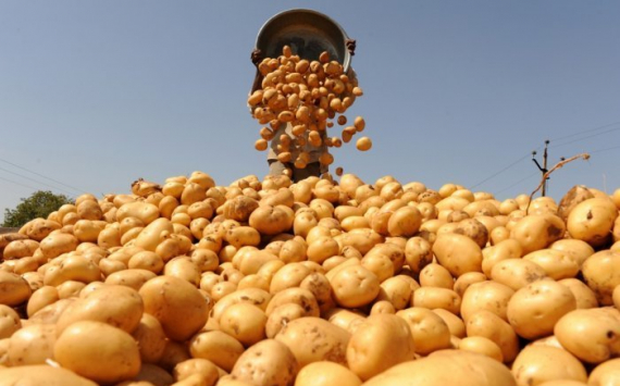 Тюменская фирма «КРиММ» запустила уникальную площадку по переработке картофеля