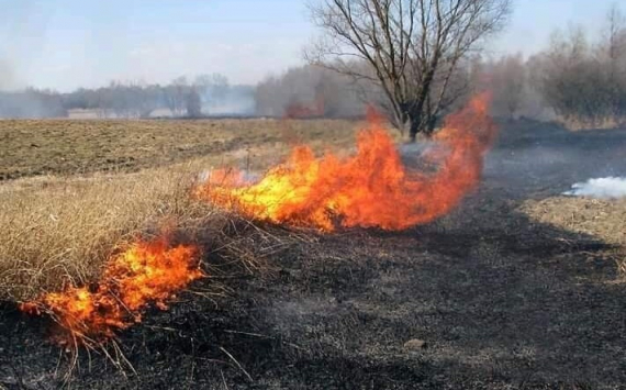 Тюменский департамент лесного комплекса организовал создание противопожарных полос