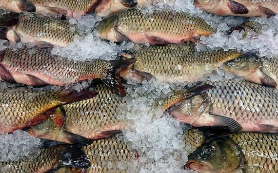 В Тюменской области вырастили больше 1500 тонн рыбы