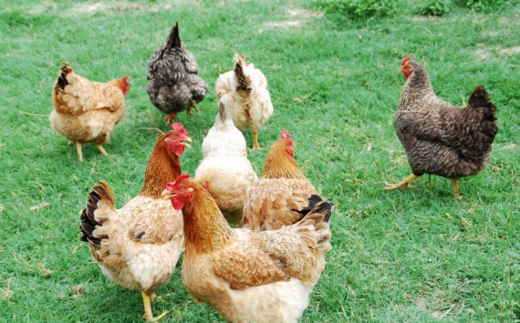 В Тюменской области компенсируют стоимость изъятой из-за птичьего гриппа птицы