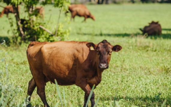 В Тюменской области на замену скота с лейкозом потратят 172 млн рублей