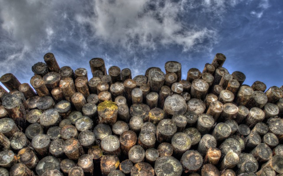 В Казахстан из Тюменской области отправили 250 кубометров высококачественной древесины