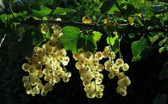 В Тюменской области планируют развивать ягодный экотуризм