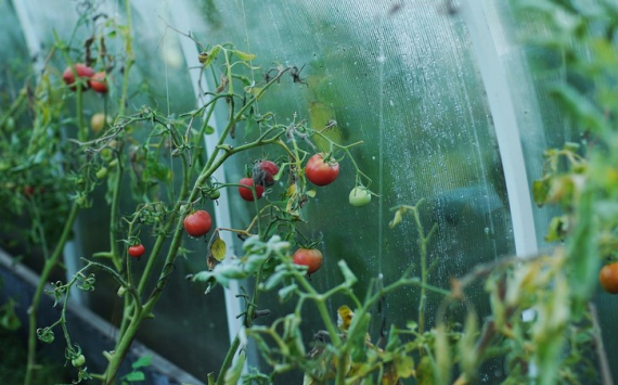В Тюмени крупный агрокомбинат вложит 6,8 млрд рублей в производство помидоров