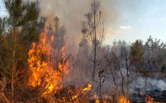 В Тюменской области на тушение лесных пожаров потратили 421 млн рублей