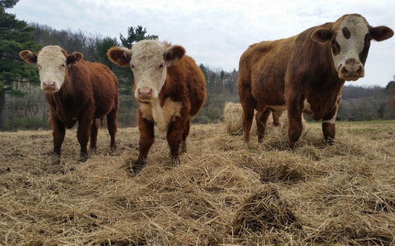 Власти Тюменской области помогут животноводам субсидиями на корма