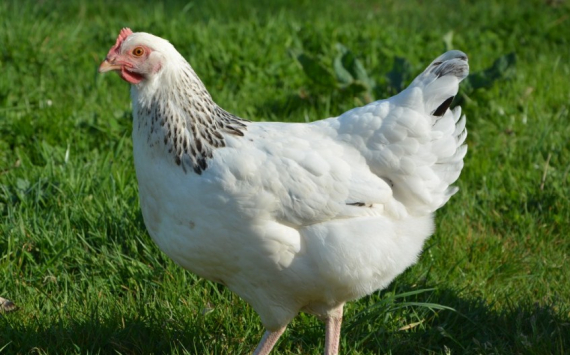 Тюменская птицефабрика потеряла 811 млн рублей из-за уничтожения больных птиц