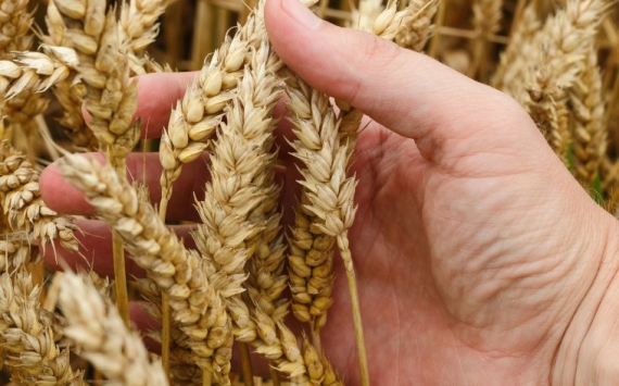 Тюменская область рассчитывает на достойный урожай зерновых