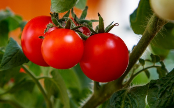 В Тюменской области расширят производство томатов черри