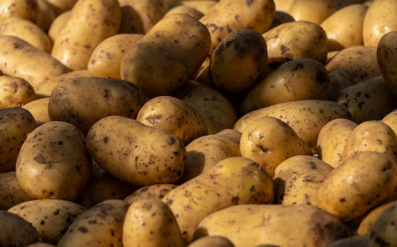 Тюменские фермеры обеспечат АПК России отечественными семенами картофеля
