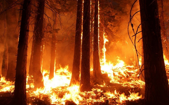 Тюменская область получит еще 186 млн рублей на ликвидацию лесных пожаров
