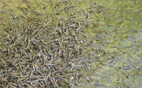 В Тюменской области инвестор займется выращиванием молоди сиговых и осетровых рыб