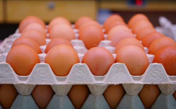 Тюменские птицефабрики в два раза нарастили производство яиц