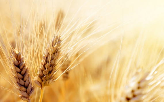Тюменская область с начала года экспортировала 90 тысяч тонн зерна