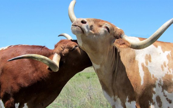 Доращивание бычков как бизнес становится популярным