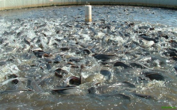 Тюменские рыбные хозяйства втрое увеличили объёмы производства